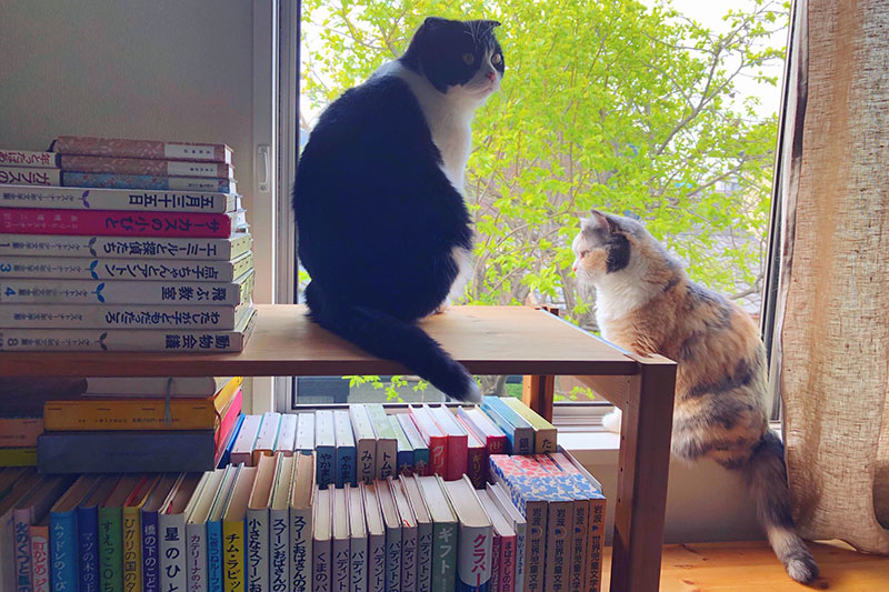 渡边有希美｜「日々猫々」与猫一起生活的日子