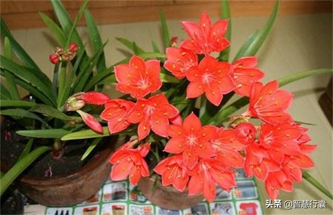 家里装饰空气清新,装饰家里又净化空气