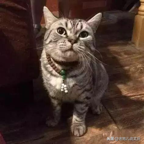 冬天了宠物这一身长毛千万别浪费，手串盘起来！