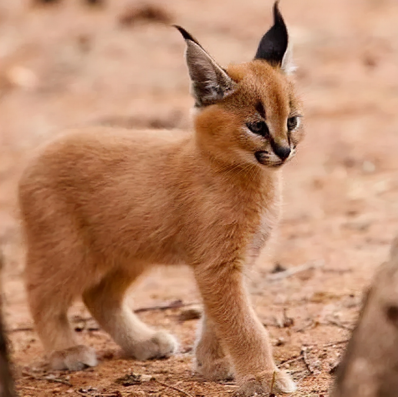 狞猫耳朵非常漂亮会旋转,狞猫一只长相狰狞的猫