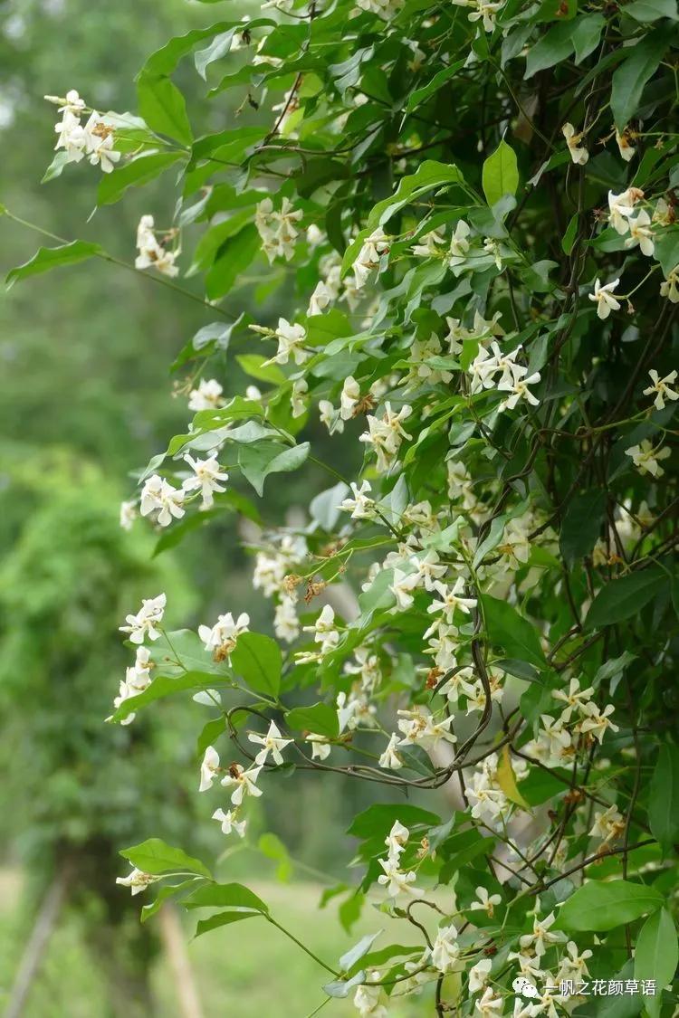 络石(Trachelospermumjasminoides)