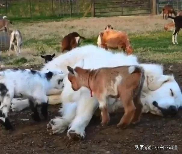 一窝小羊因主人贪吃失去母爱，被两只狗狗养大了，发生转基因了