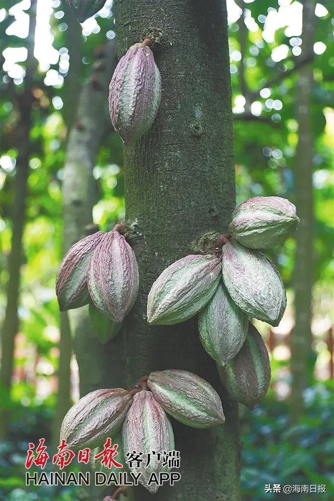 慢读丨这些藏在建筑与美食里的南洋风情，你get了吗？