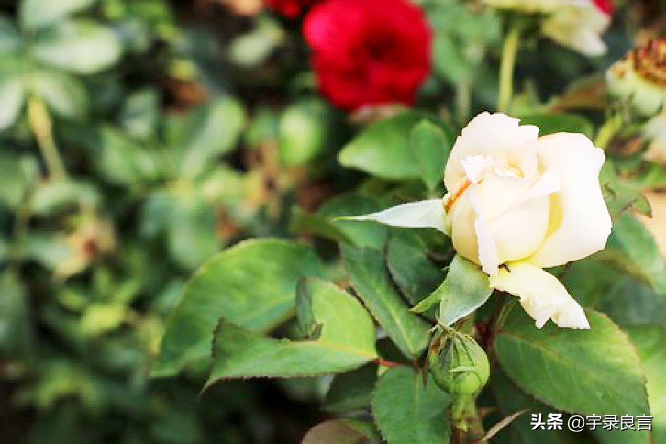 收到转账后霸气的朋友圈说说,女人靠自己的霸气说说朋友圈