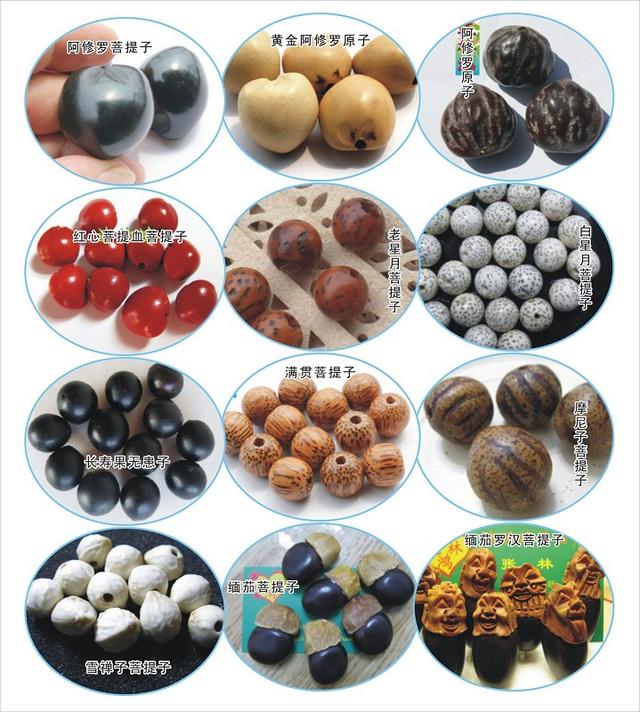 菩提含义和作用有哪些特点,菩提分类和戴法