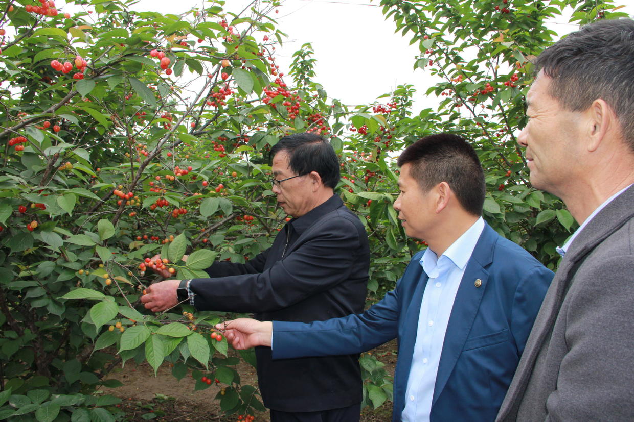 糖尿病可以吃樱桃和车厘子吗,北方的小樱桃糖尿病人能吃吗