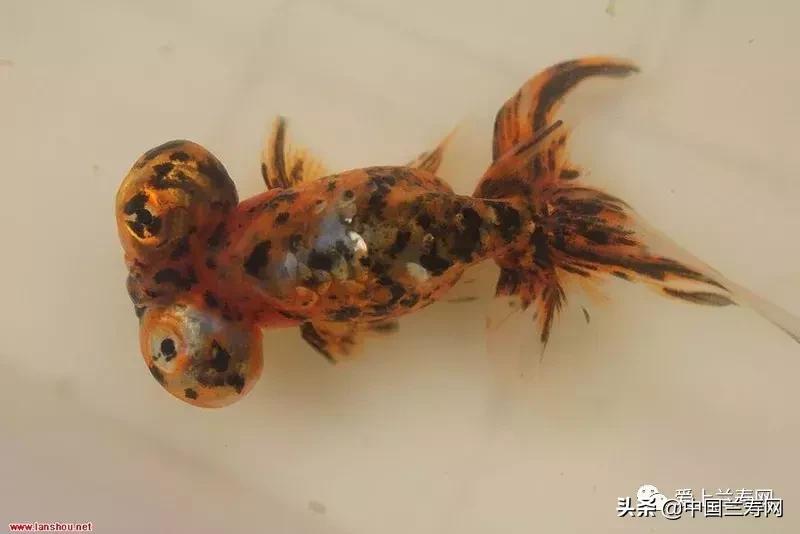 水泡金鱼和望天球金鱼,望天金鱼图片大全