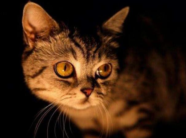 猫咪半夜猫叫怎么解决,怎么防止猫咪晚上乱叫