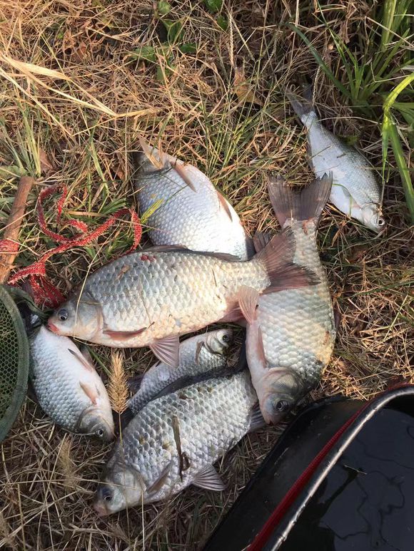 春季钓鱼如何诱鱼,春季钓鱼诱鱼