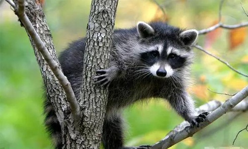 现今没有药物治愈的病毒,古代没有疫苗怎么防控