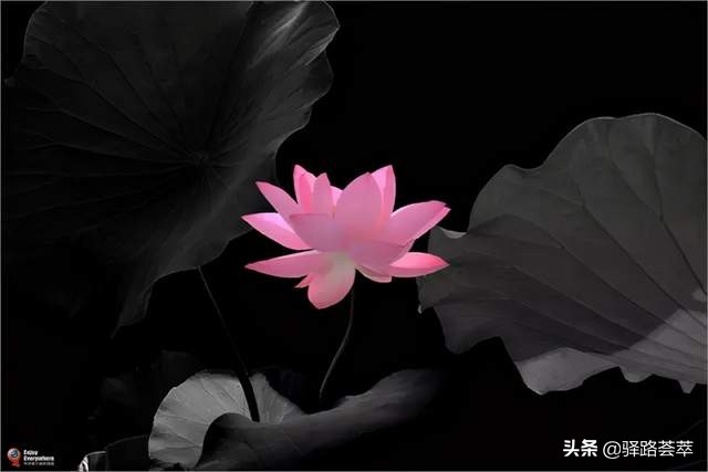 柯汝读邮：荷花T54映日荷花别样红