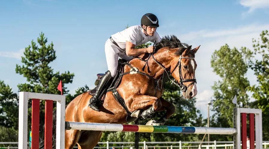 秦皇岛昌黎马术俱乐部,秦皇岛马术训练营