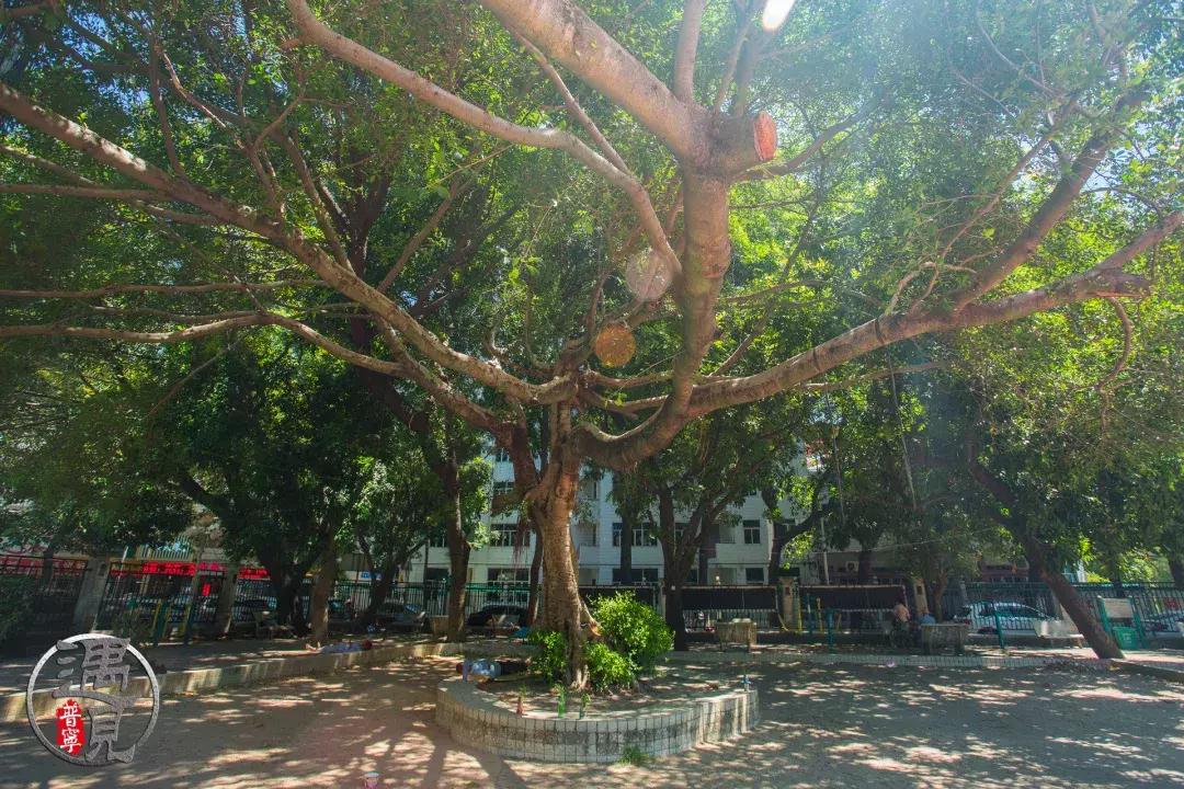 普宁二中操场改造,普宁流沙中华新城旧貌