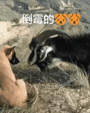 搞笑动图gif熊猫,搞笑动图gif图片哪里下载
