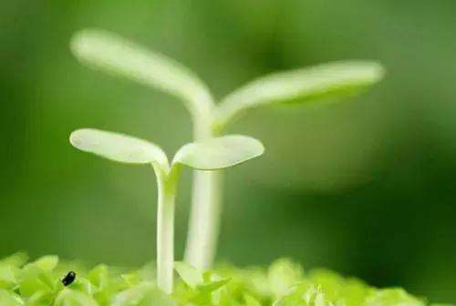 肝火旺肝血虚什么方法见效快,肝火旺护肝小常识100条