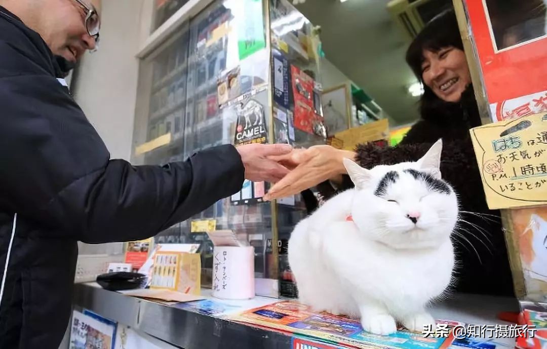 日本“神兽”不只有奈良鹿，日本网红动物主题旅行攻略