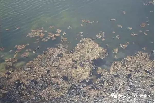 河蟹养殖青苔药杀藻类几天见效,八月河蟹池塘长青苔用什么办法