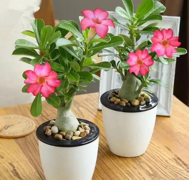 养花土壤结块怎么办,养花怎样避免土壤结块