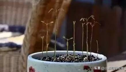 吃完的水果种子不要丢,吃完水果果核别扔