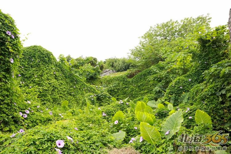 高德往事:重返旧时光,探索李桃栏深院大宅不为人知的过往