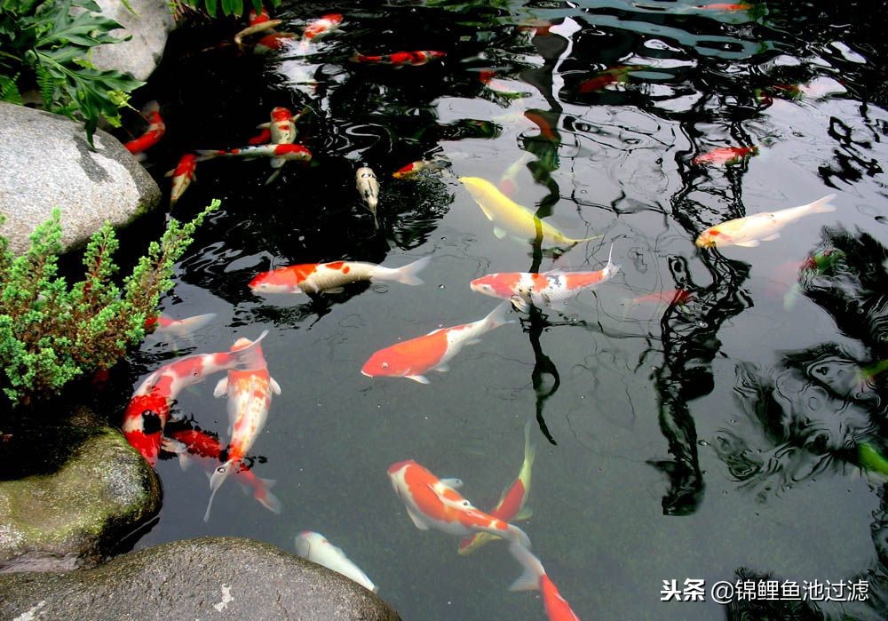 如何让锦鲤健康,冬天怎样让锦鲤活跃起来