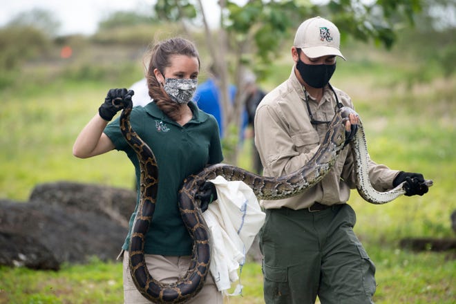超大金鱼观赏鱼,巨型观赏鱼金鱼
