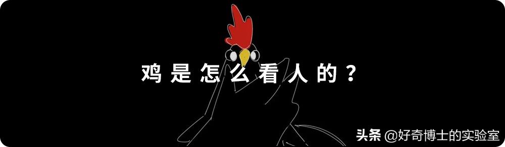 一只鸡难倒一群狗,一只鸡能有什么坏心思