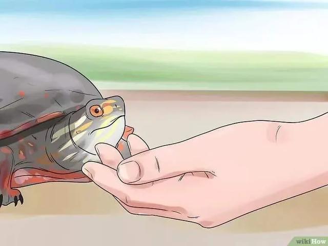 如何提高龟的互动性,养龟怎么和龟互动