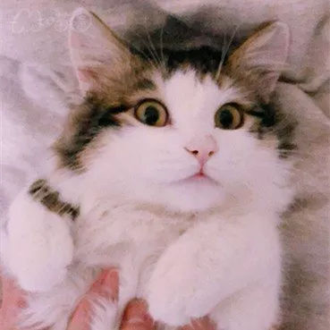 猫主子寝宫消毒，你不可不知的那些事