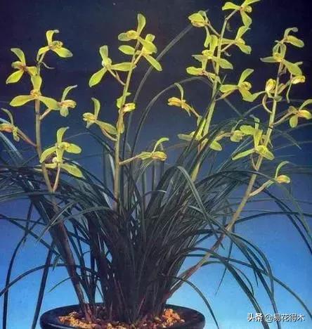 春兰春剑送春莲瓣兰蕙兰怎么分别,蕙兰春兰春剑莲瓣兰对光照的要求