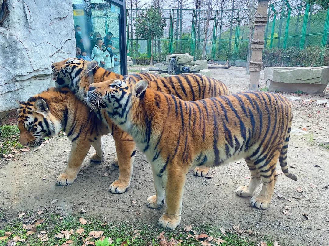 上海野生动物园儿童票标准,上海野生动物园门票价格表