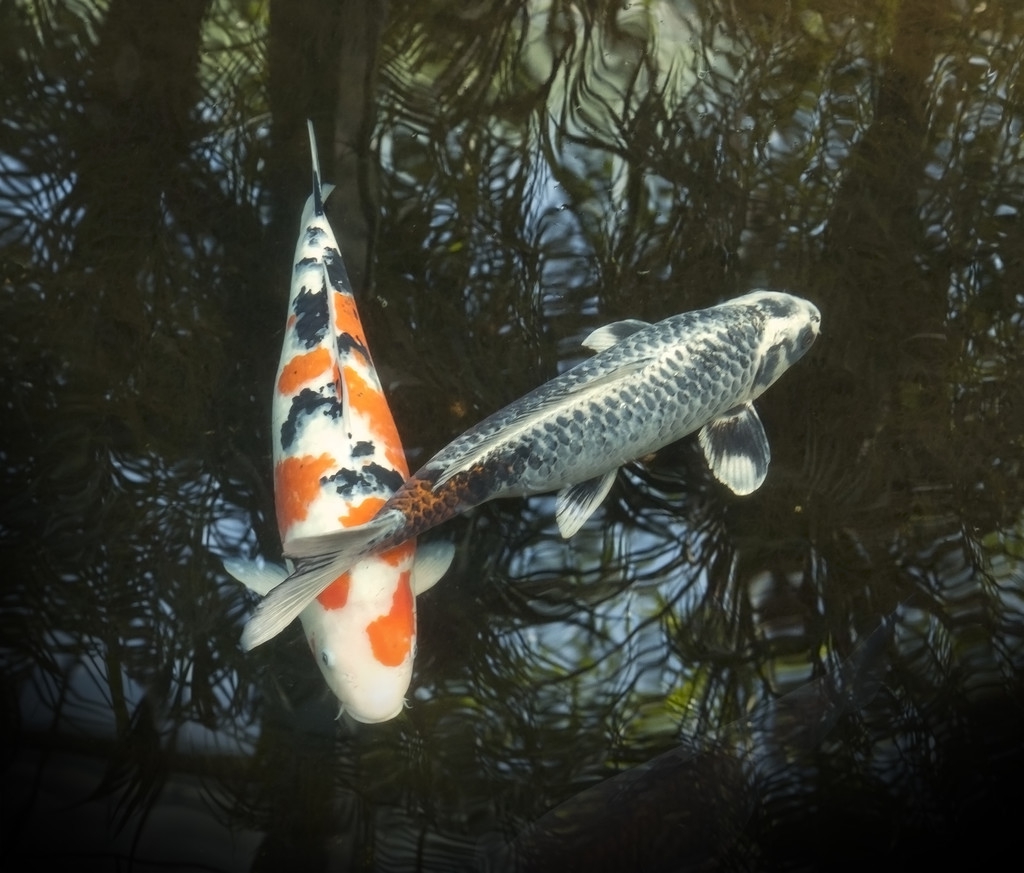 灯鱼鱼鳃病怎么治,鱼的鳃病如何治疗和预防