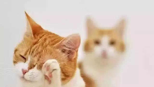 猫咪不小心受伤了,猫咪受伤不让碰怎么治疗