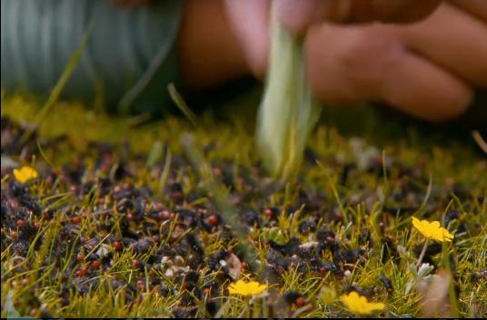 “第三极”*藏西**：最普通的人和事，最不普通的人与自然和谐相处