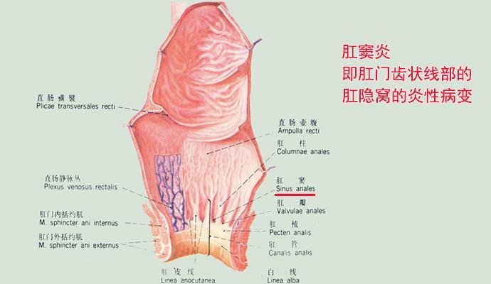 女性肛门周围潮湿瘙痒,肛门周围经常潮湿瘙痒要怎么治疗
