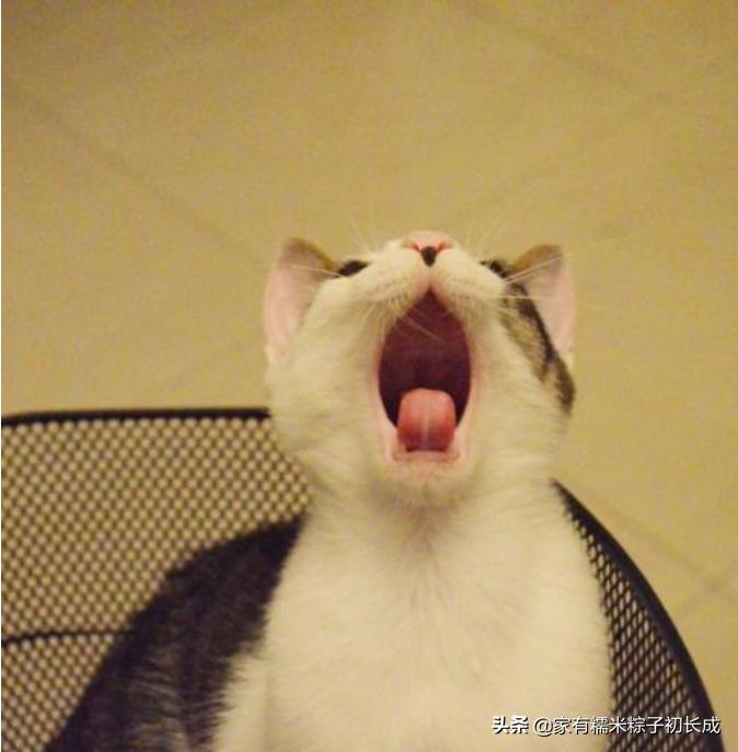 猫咪呕吐如何判断是猫粮有问题,猫咪呕吐如何确定是猫粮问题