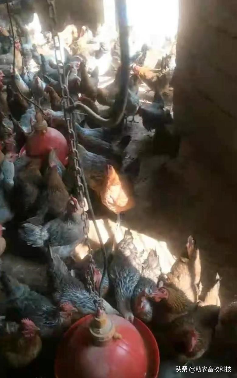 坏鸡蛋扔掉,快过期的鸡蛋怎么大批量处理