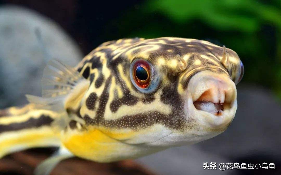 世界上最聪明的狗头鱼,斑马狗头鱼和罗汉鱼哪个互动性好