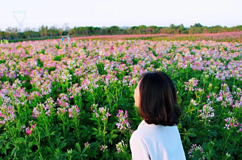 西安公园24小时开放,西安未央湖公园免费开放时间