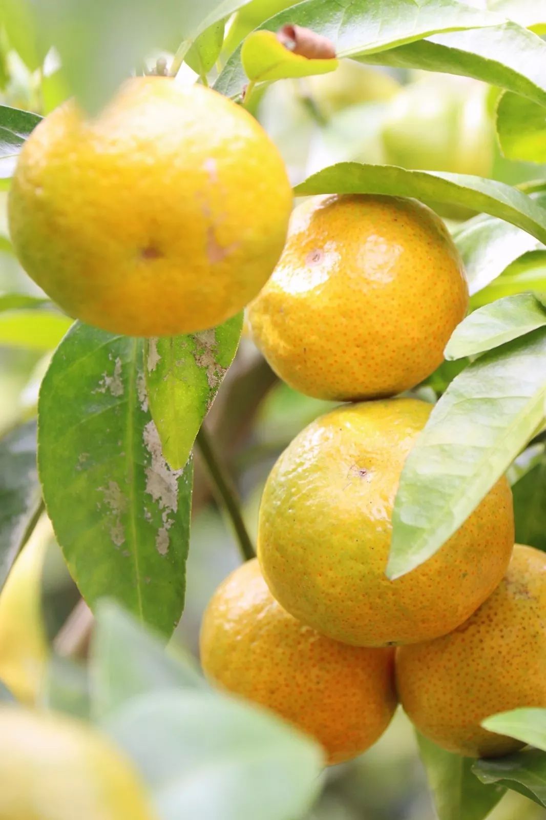 清远冬季水果,清远冬季水果采摘