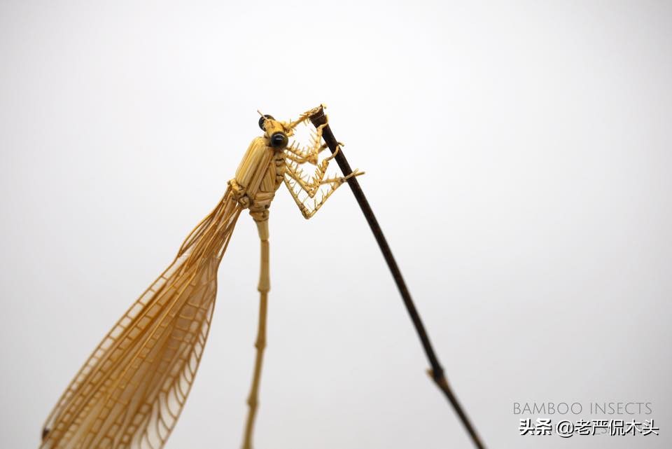 昆虫标本树脂竹节虫,昆虫标本制作竹节虫