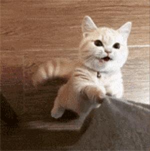 几天没回家猫咪突然变得特别粘人,怎么才能让猫咪变得粘人