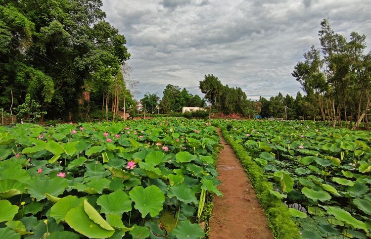 涔愯嚦鑽疯姳鎽勫奖浣滃搧娆ｈ祻,涔愯嚦鍗拌薄鎽勫奖