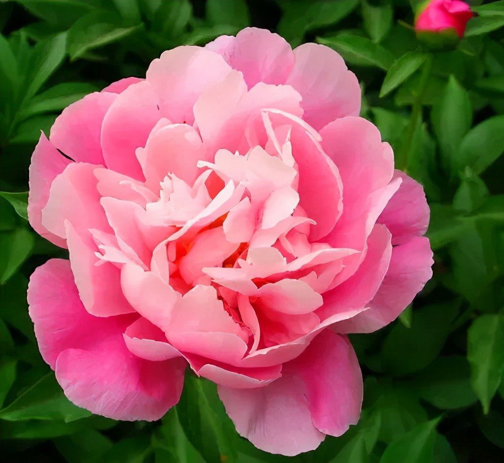 韩国诗佳秀,诗佳秀补水水乳