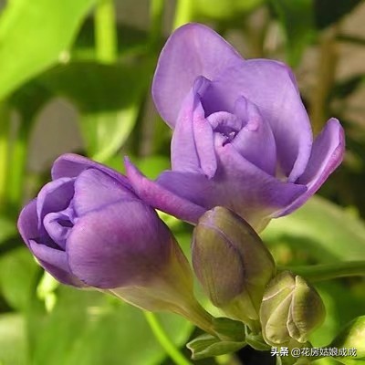 兰花好养易活,兰花比较好养