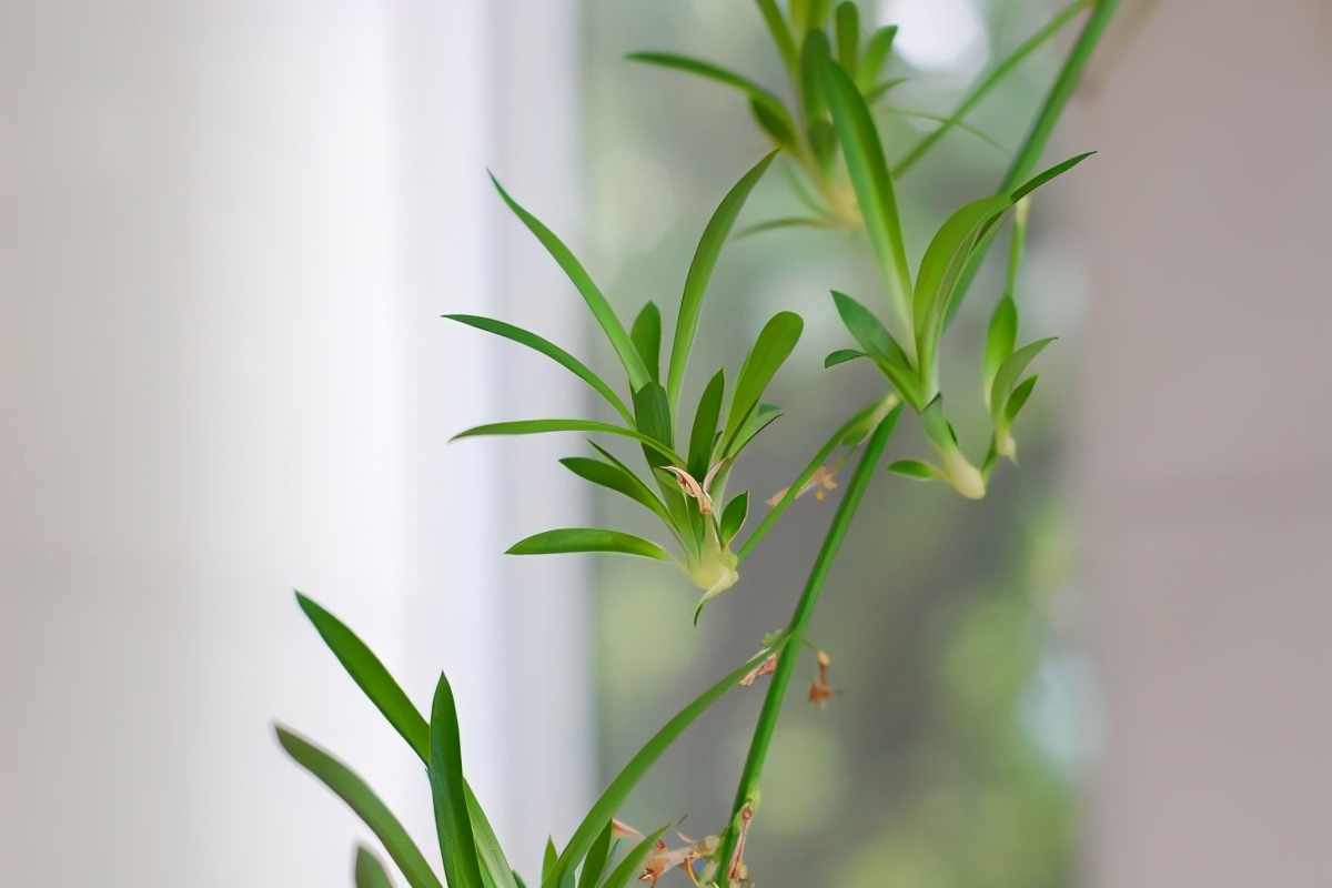 吊兰冻伤了怎么解决,吊兰在冬季被冻伤了还能救吗