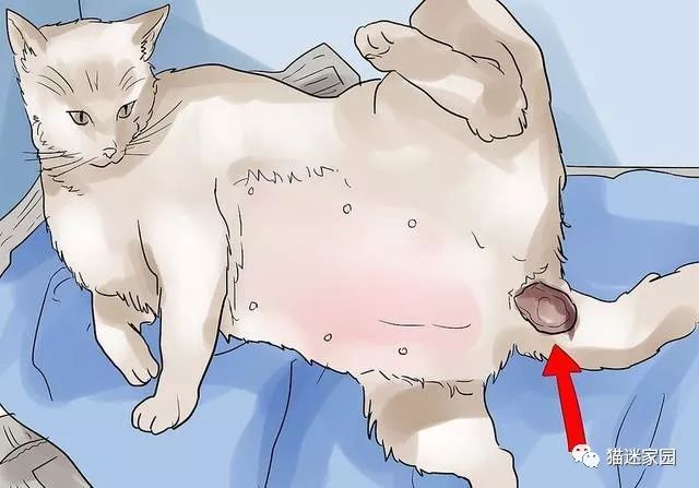 猫咪分娩前流出粉色粘液,猫咪分娩前兆是什么