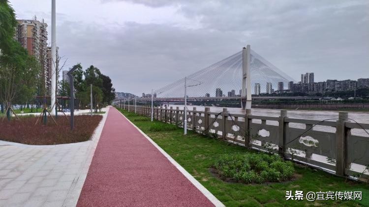 长脚盲蛛密密麻麻,家里发现长脚盲蛛