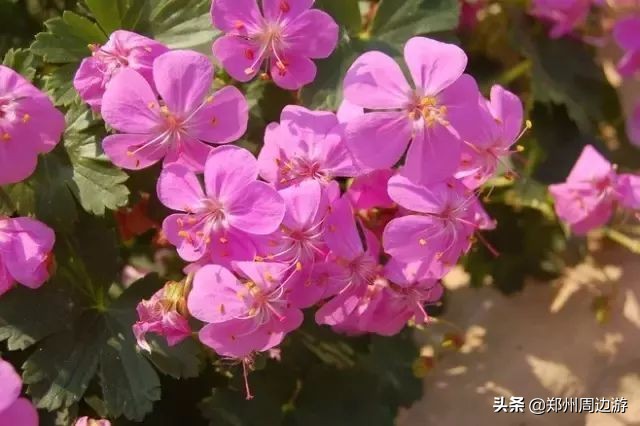 十种最旺客厅的花冬季,春节喜庆花卉有哪些