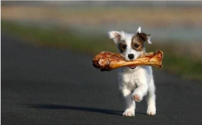 哪些适合和狗狗一起玩的小游戏,可以与宠物互动的养成游戏